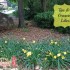 tips for growing lilies with banner