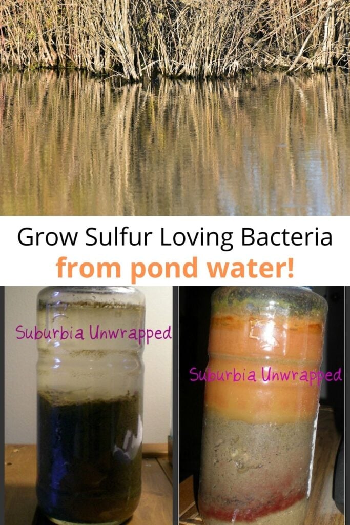 collage of pond water and DIY winogradsky column showing orange bacterial growth