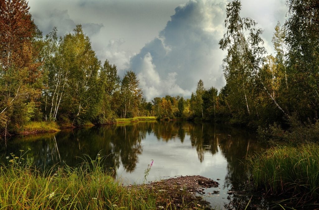 pond in the woods