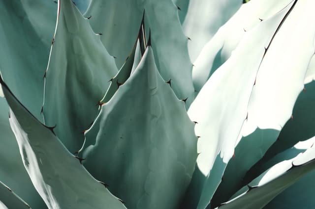 blue agave plant