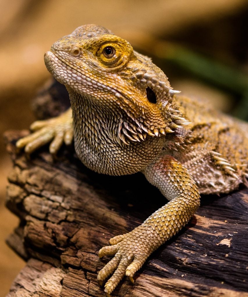 Tips for Choosing the Right Pet for Your Family