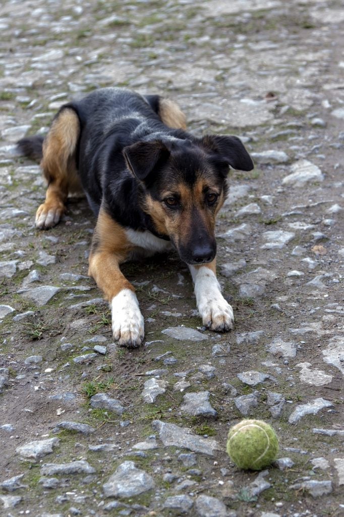 Tips for Choosing the Right Pet for Your Family