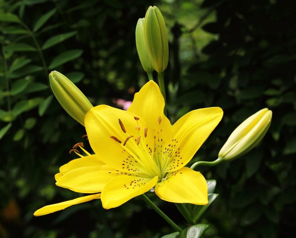 How to Grow Lilies Even Without a Green Thumb