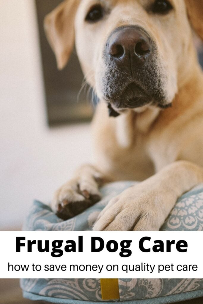 close up of tan puppy with text overlay 'Frugal dog care '