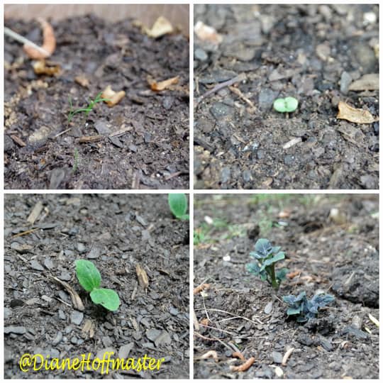 Garden update seeds sprouting 2
