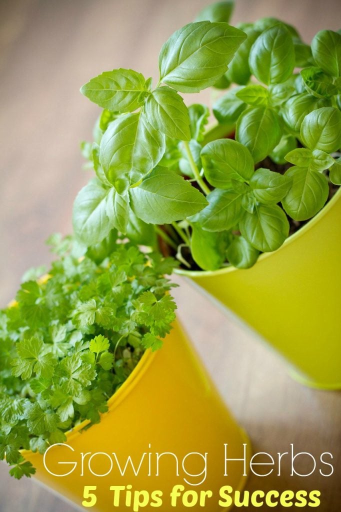 How to grow your own herb garden