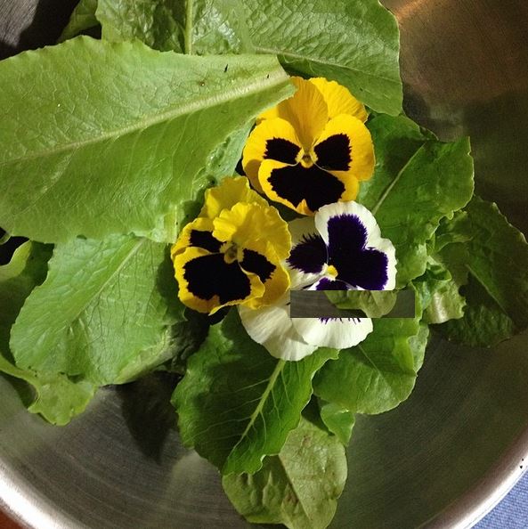 spring lettuce and edible flowers