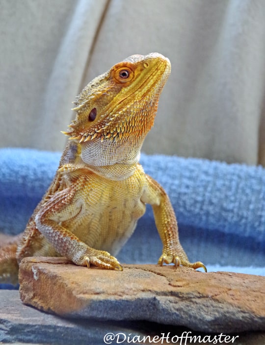 Bearded Dragon