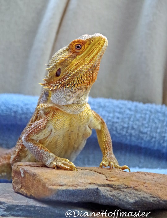 Bearded Dragon