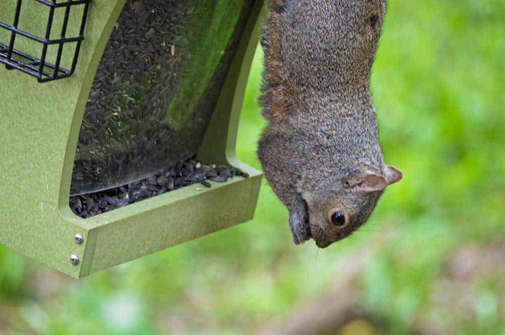 How to Protect Your Bird Feeder From Squirrels Suburbia Unwrapped