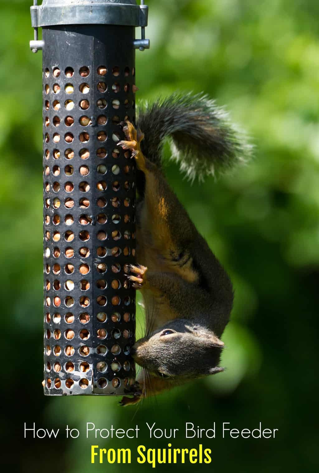 How to Protect Your Bird Feeder From Squirrels Suburbia Unwrapped