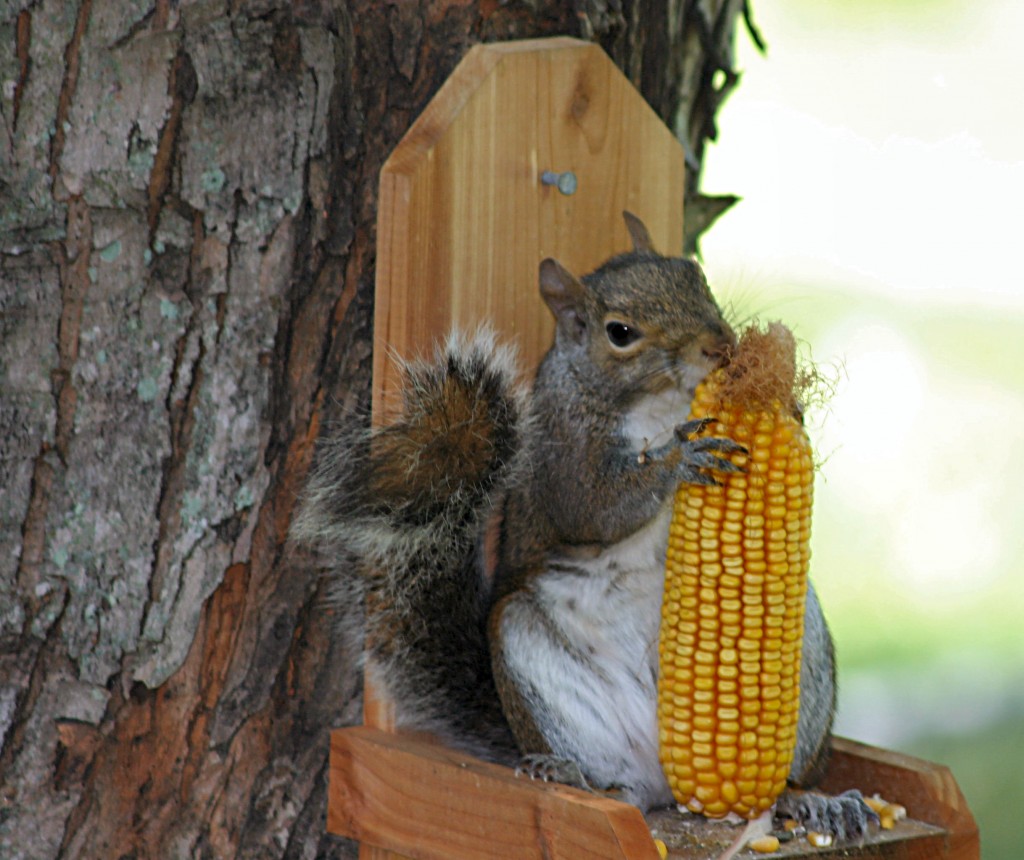 How to Protect Your Bird Feeder from Squirrels