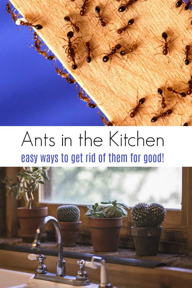 Have ants in the kitchen? Learn how to get rid of ants in the kitchen once and for all. Avoid chemicals and get rid of them naturally!