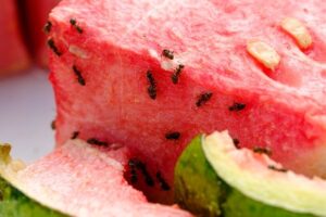 How to Get Rid of Ants in the Kitchen