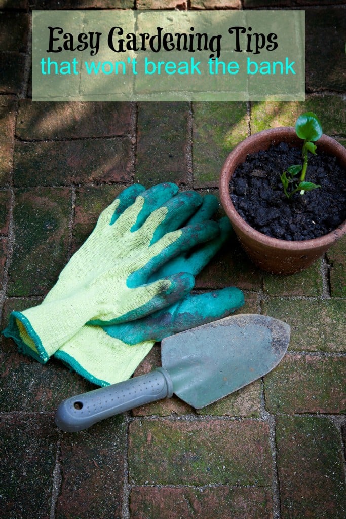 Easy Gardening Tips that Wont Break the Bank