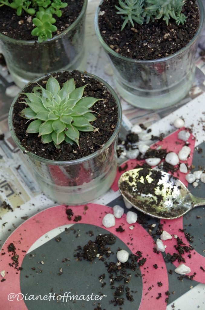 Upcycle Candle Jars into a cute DIY succulent garden. Easy gardening craft you can even do with the kids!