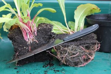 propagating plants
