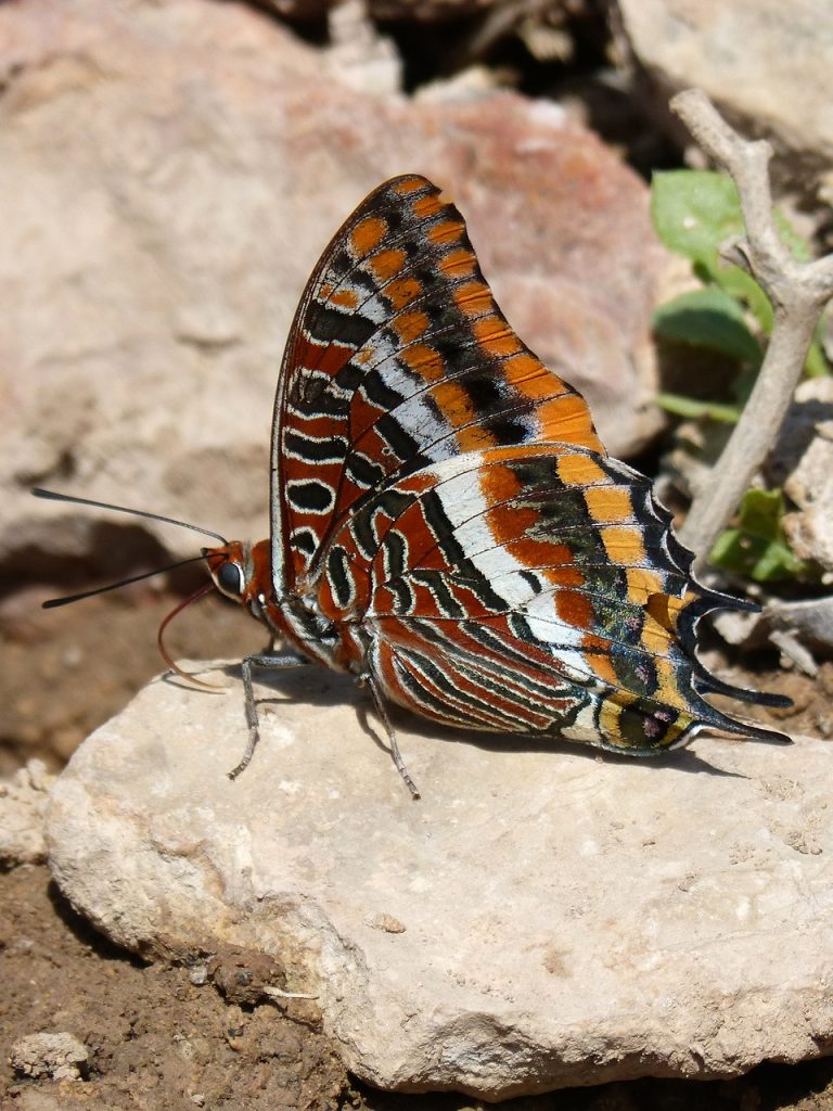 butterfly on a rock