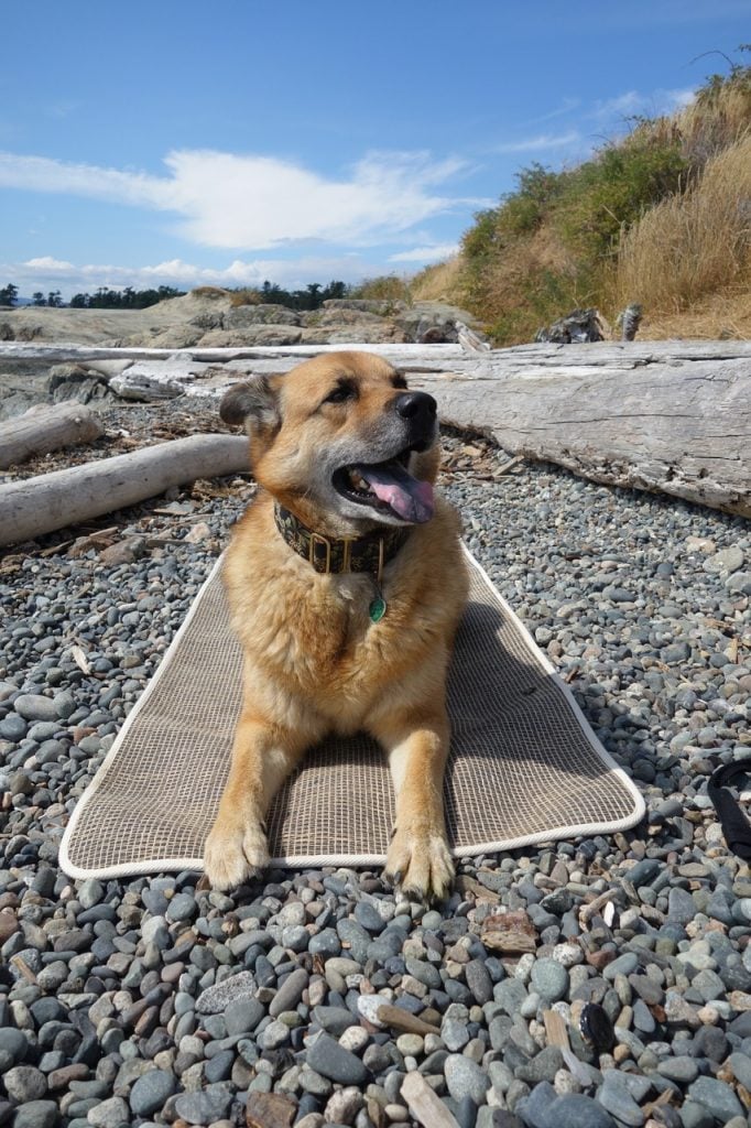 dog on yoga mat on beach