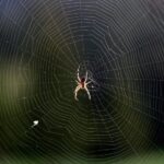 How to keep spiders out of the house and a DIY Natural Spider Spray