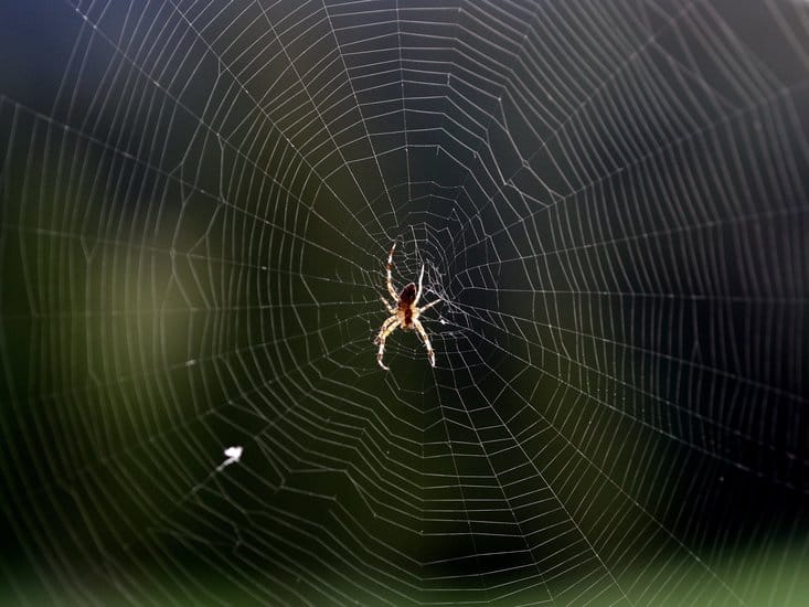 How to Keep Spiders out of the House and a DIY Natural Spider Repellent