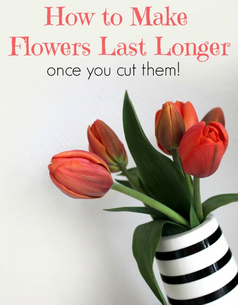How To Make Flowers Last Longer Once You Cut Them Suburbia Unwrapped