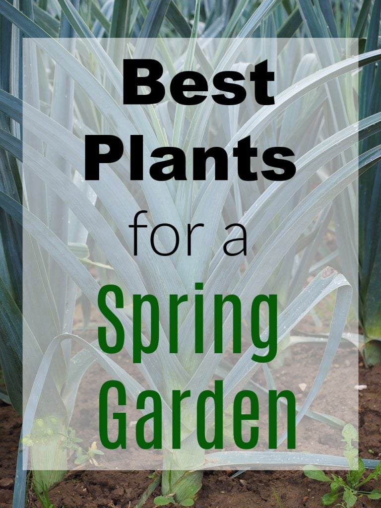 Best Plants for a Spring Garden