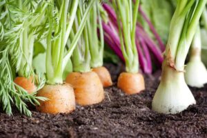 growing carrots and leeks in the garden