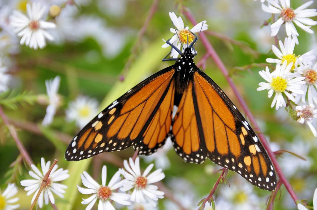 Social Butterflies and Why You SHould Build a Backyard Garden