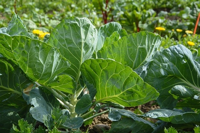 cauliflower in the garden