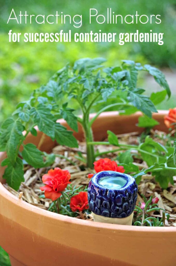 Gardening Tips for Growing Tomatoes in Containers
