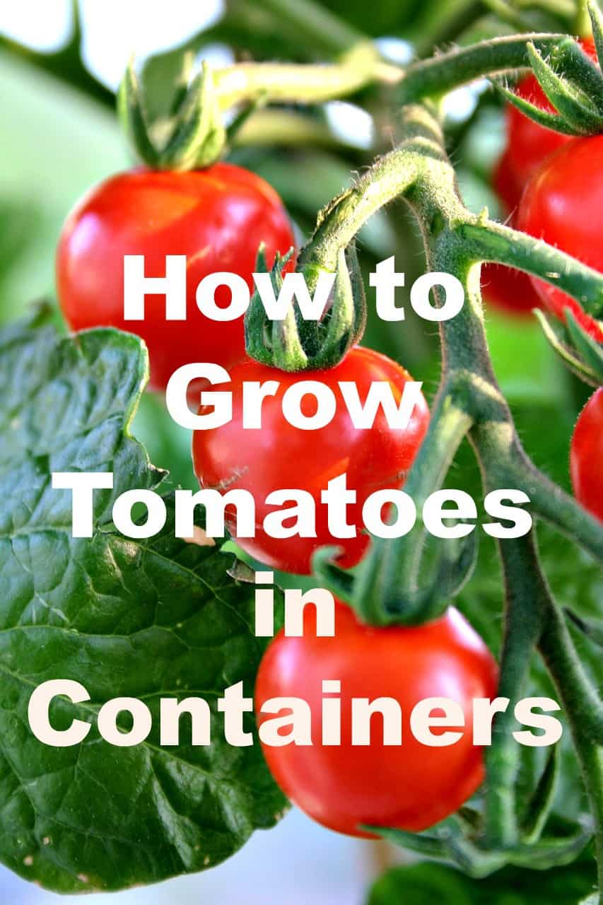 Gardening Tips for Growing Tomatoes - Turning the Clock Back