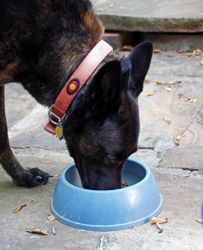 Choosing a Limited Ingredient Diet for Your Dog # HealthyPetHappyPet