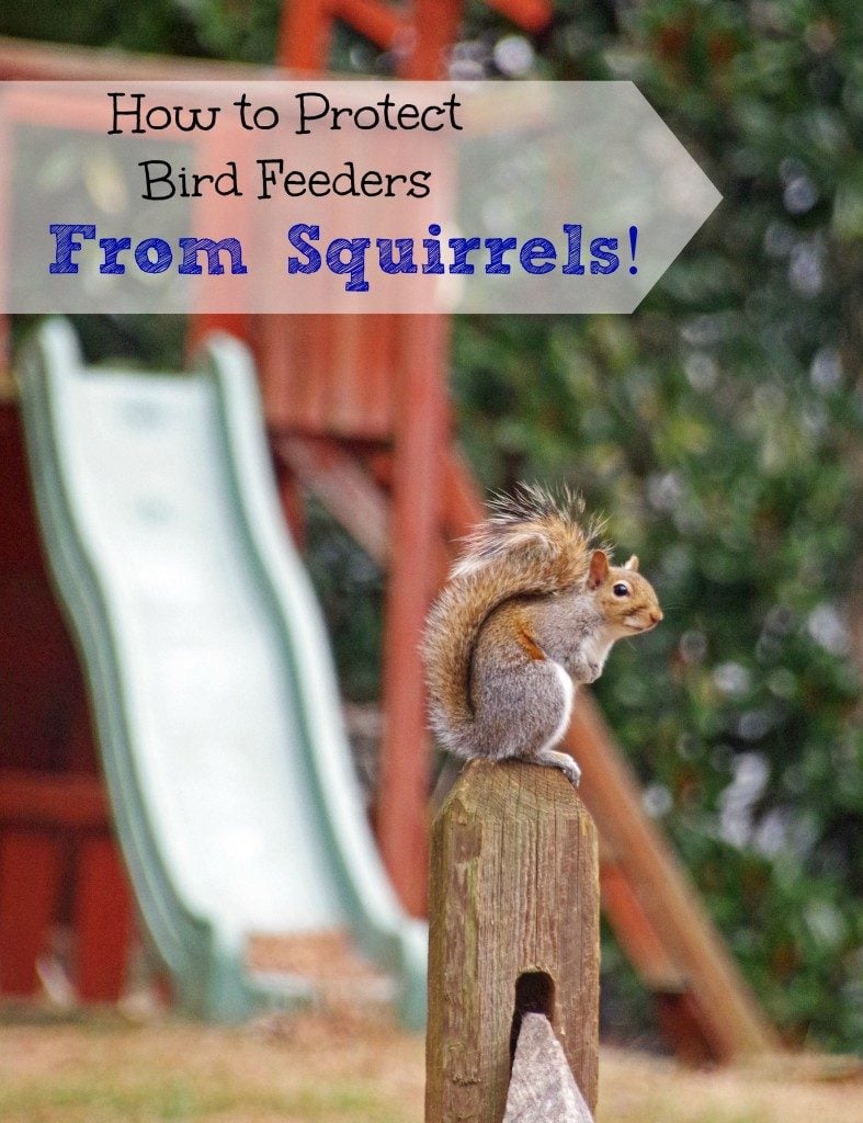 How to protect your bird feeder from squirrels