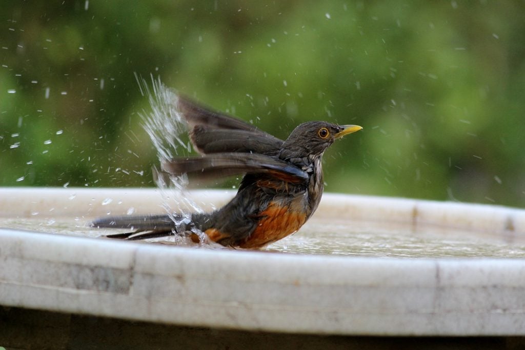 How to Attract Birds to Your Backyard