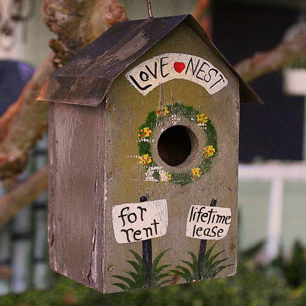 How to Attract Birds to Your Backyard