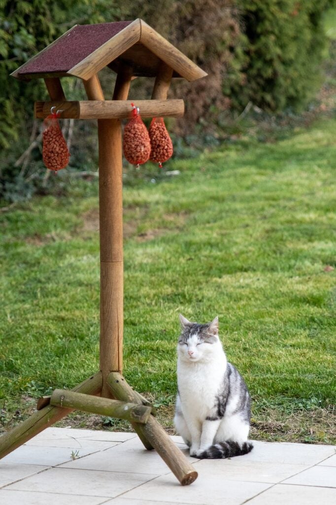 cat sitting under bird feeder