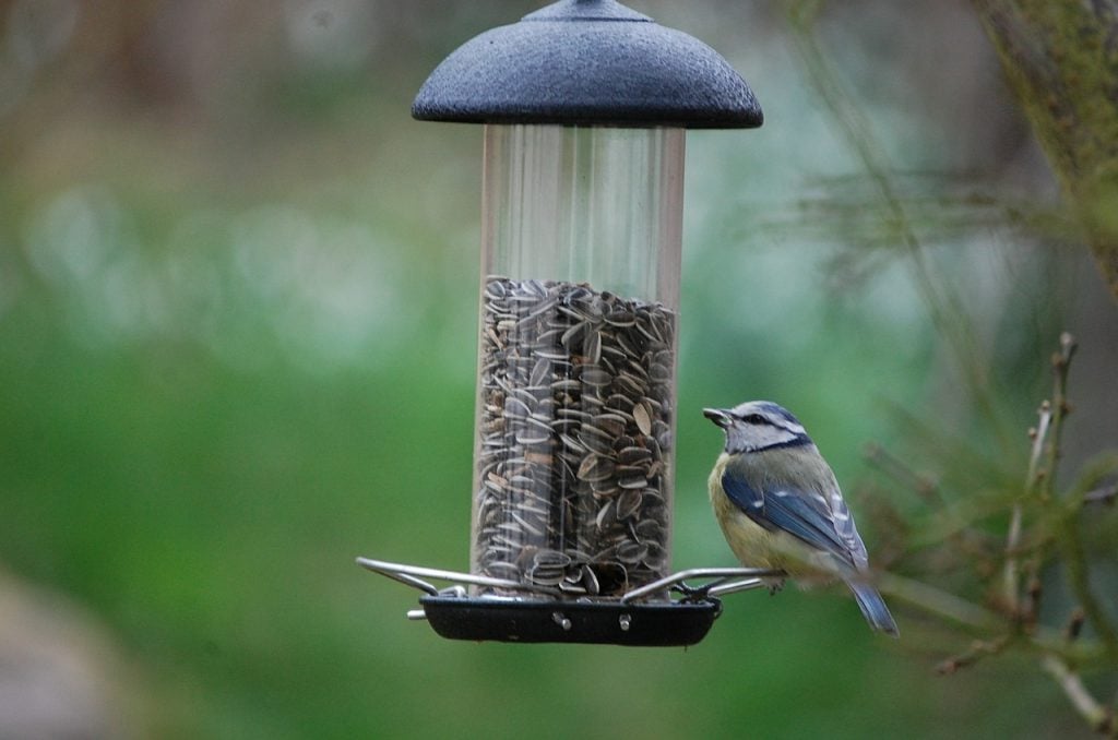 small nuthatch on backyard bird feeder