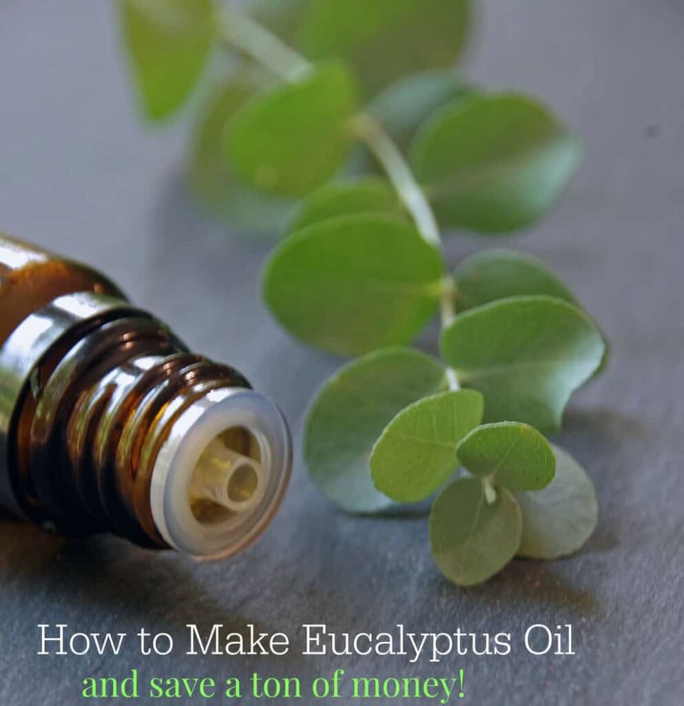 How to make eucalyptus oil and save a ton of money. An easy essential oil DIY project.