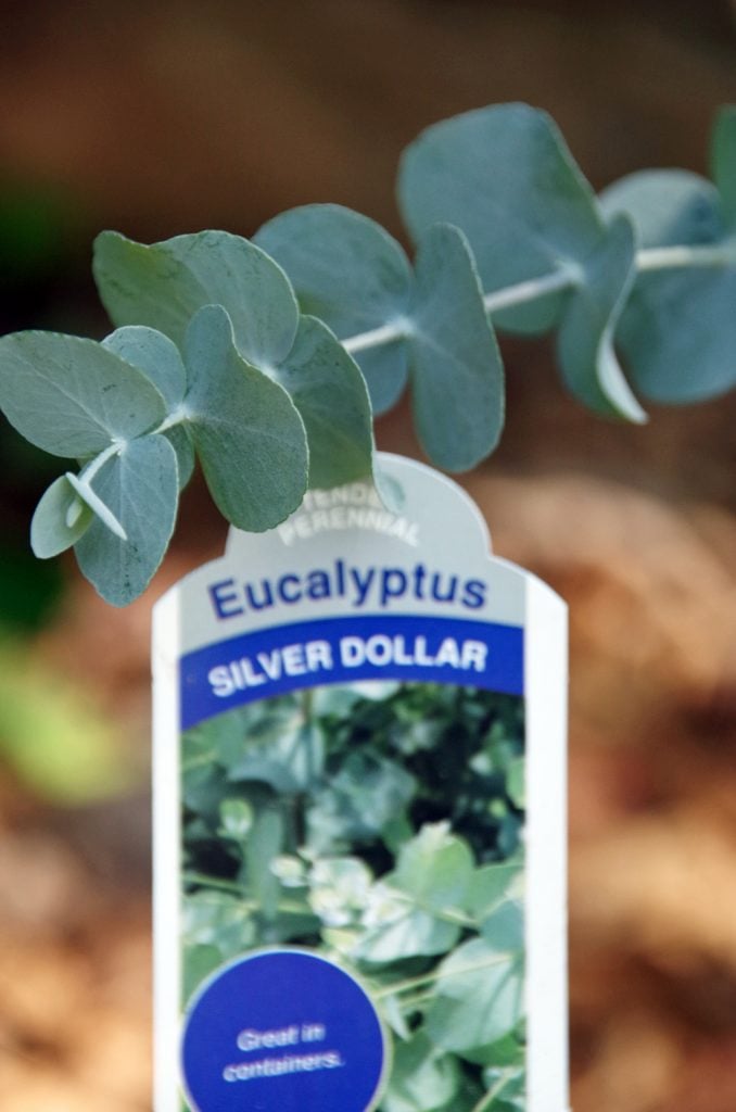 How to grow eucalyptus and How to make eucalyptus oil and save a ton of money. An easy essential oil DIY project.