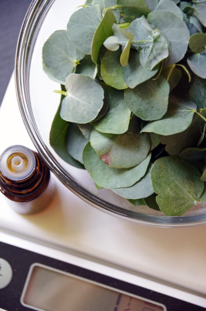 How to make eucalyptus oil and save a ton of money. An easy essential oil DIY project.