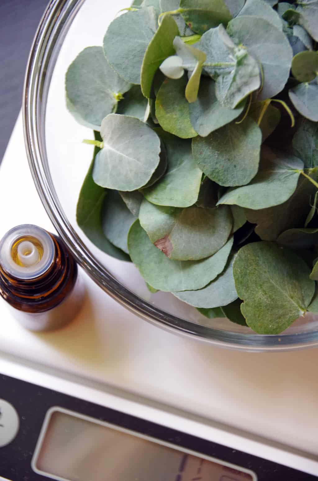 How to Make Eucalyptus Oil Suburbia Unwrapped