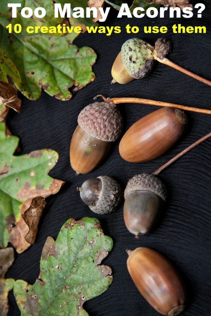 acorns and leaves with text overlay 'too many acorns 10 creative ways to use them'