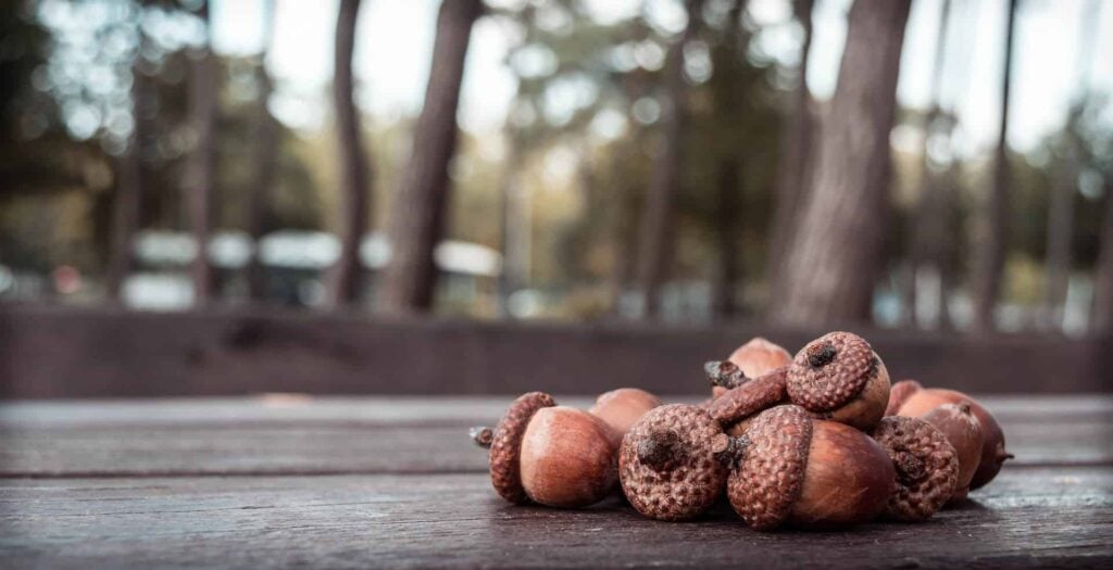 pile of acorns on a picnic table