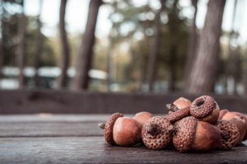 10 Things To Do With Acorns for Loads of Fall Fun!