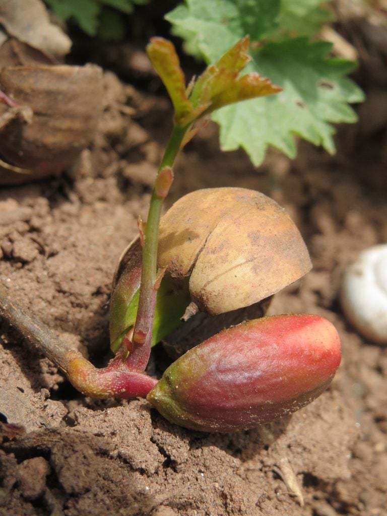 acorn sprouting on the ground