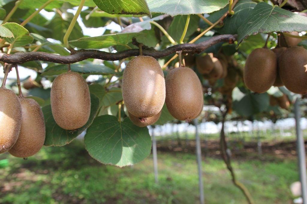 The Health Benefits of the Kiwi Fruit will Truly Amaze You!