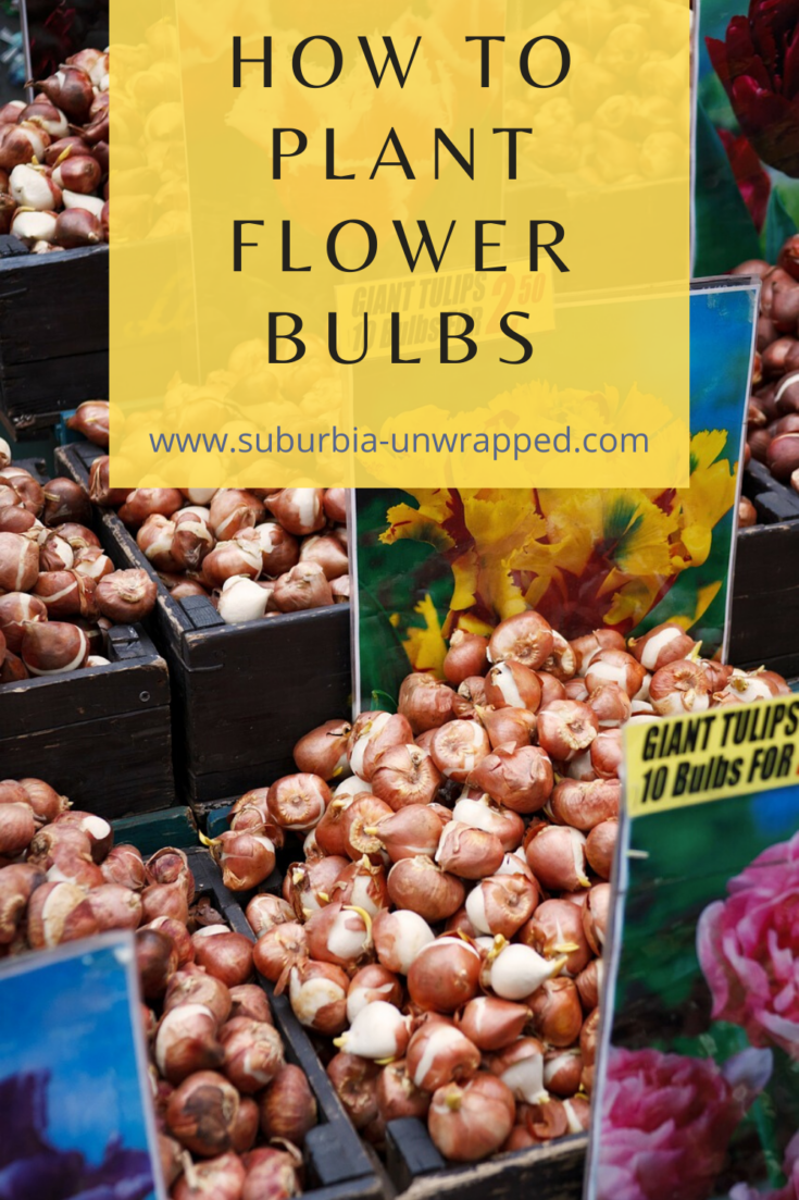 Planting Bulbs in Spring for Summer Flowers