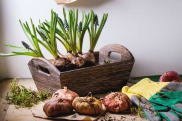 Planting Bulbs in Spring for Summer Flowers