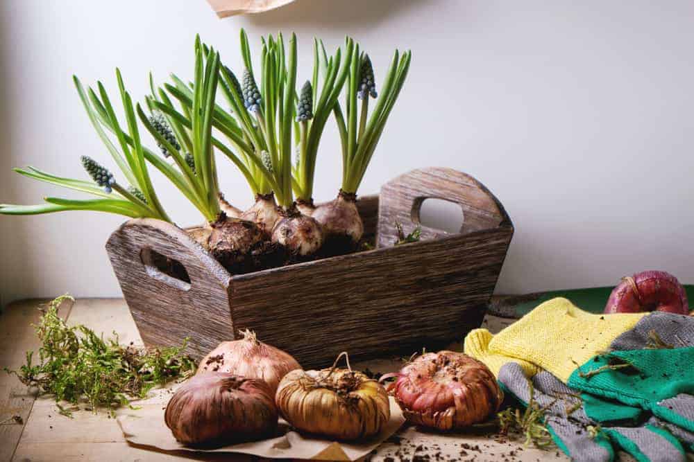 Planting Bulbs in Spring for Summer Flowers